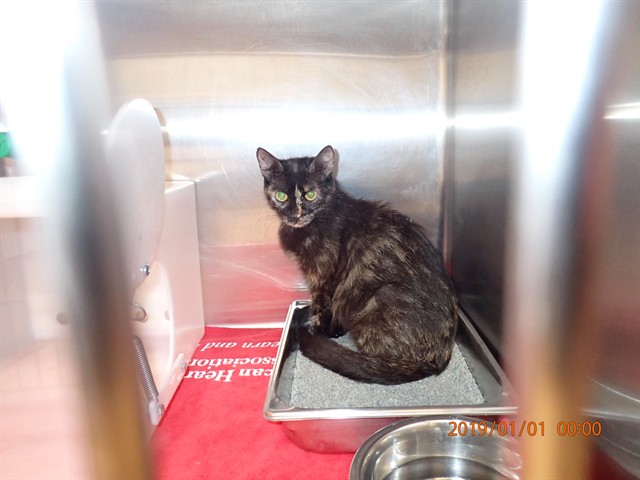 Shelter Stray Female Cat last seen ST PETERS, 4850 Mid Rivers Mall Dr, St Peters, MO 63376, USA