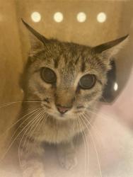 Shelter Stray Unknown Cat last seen Near BLOCK S 5700 W, WEST VALLEY CITY UT 84128, 4522 W 3500 S, West Valley City, UT 84120, USA