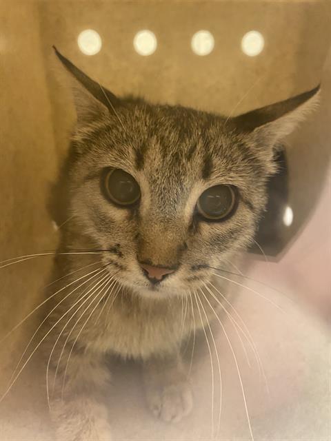 Shelter Stray Unknown Cat last seen Near BLOCK S 5700 W, WEST VALLEY CITY UT 84128, 4522 W 3500 S, West Valley City, UT 84120, USA