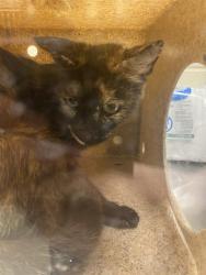 Shelter Stray Female Cat last seen Near BLOCK S HILLSDALE DR, 4522 W 3500 S, West Valley City, UT 84120, USA