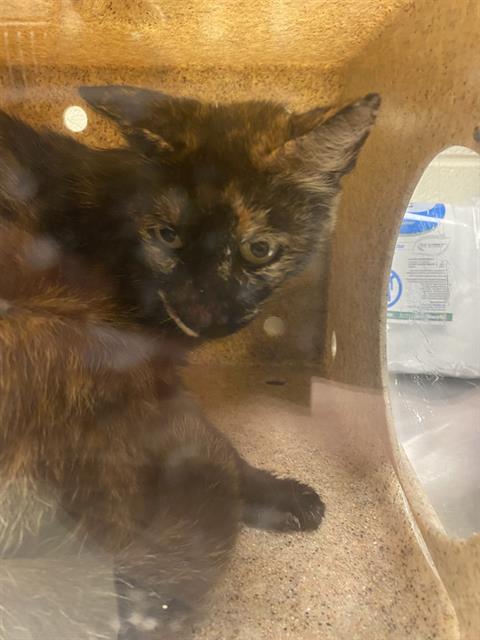 Shelter Stray Female Cat last seen Near BLOCK S HILLSDALE DR, 4522 W 3500 S, West Valley City, UT 84120, USA