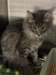 Shelter Stray Male Cat last seen Near BLOCK W BENVIEW AVE, WEST VALLEY CITY UT 84120, 4522 W 3500 S, West Valley City, UT 84120, USA