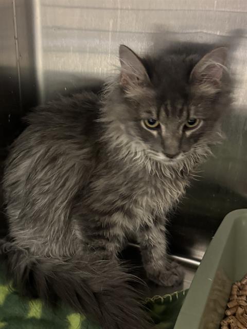 Shelter Stray Male Cat last seen Near BLOCK W BENVIEW AVE, WEST VALLEY CITY UT 84120, 4522 W 3500 S, West Valley City, UT 84120, USA