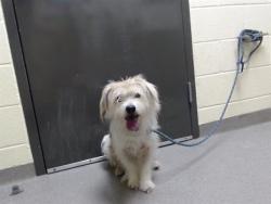 Shelter Stray Male Dog last seen Near BLOCK N HOLLY ST, DENVER CO 80207, 1241 W Bayaud Ave, Denver, CO 80223, USA