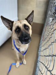 Shelter Stray Male Dog last seen FOUND ON CVACF PROPERTY, 130 Beyer Way, Chula Vista, CA 91911, USA