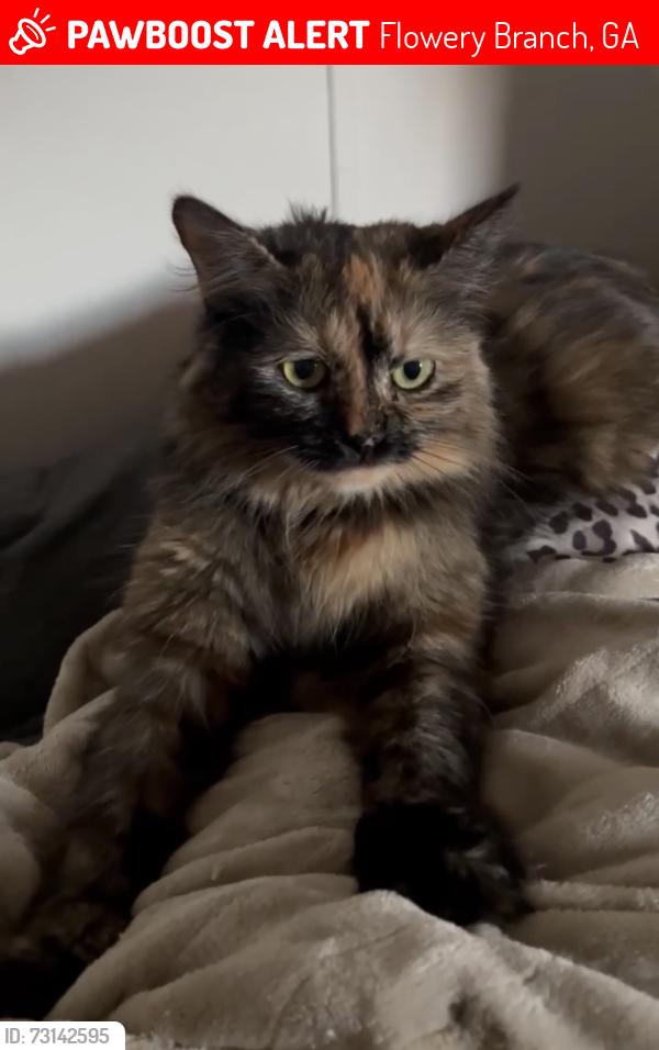 Lost Female Cat last seen Old Plainview Rd Flowery Branch, Flowery Branch, GA 30542