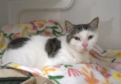Shelter Stray Female Cat last seen RUUS PARK, 16 Barnes Ct, Hayward, CA 94544, USA