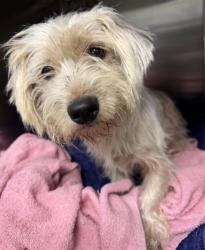 Shelter Stray Male Dog last seen Near BLOCK N TERRY AVE OKC 73111, 2811 SE 29th St, Oklahoma City, OK 73129, USA