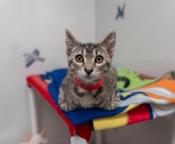 Shelter Stray Female Cat last seen , 16 Barnes Ct, Hayward, CA 94544, USA