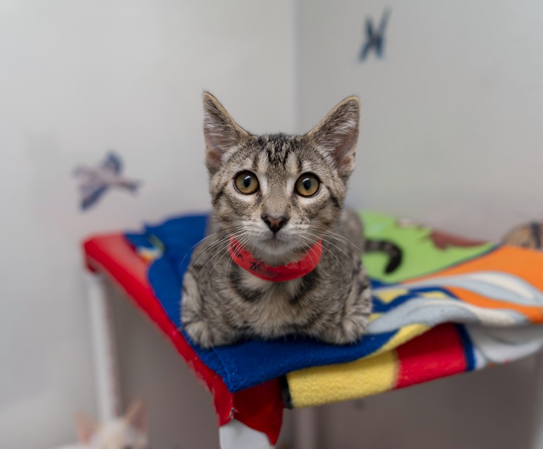 Shelter Stray Female Cat last seen , 16 Barnes Ct, Hayward, CA 94544, USA