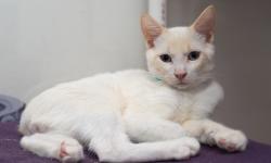 Shelter Stray Male Cat last seen , 16 Barnes Ct, Hayward, CA 94544, USA