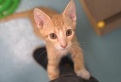 Shelter Stray Male Cat last seen , 16 Barnes Ct, Hayward, CA 94544, USA