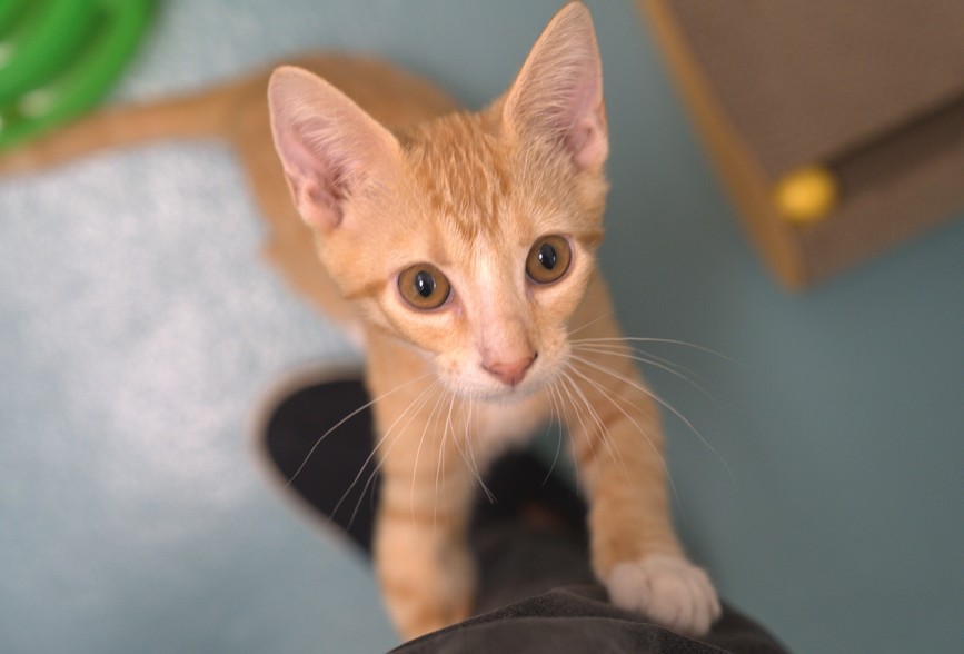 Shelter Stray Male Cat last seen , 16 Barnes Ct, Hayward, CA 94544, USA