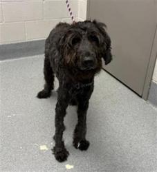 Shelter Stray Female Dog last seen Near, 2600 S Harding St, Indianapolis, IN 46221, USA