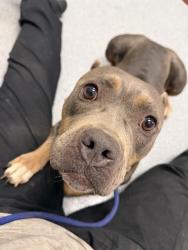 Shelter Stray Female Dog last seen Near, 2600 S Harding St, Indianapolis, IN 46221, USA