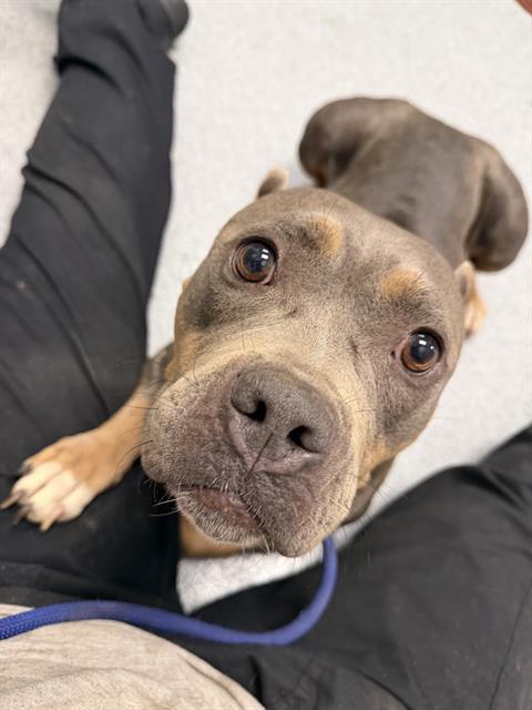 Shelter Stray Female Dog last seen Near, 2600 S Harding St, Indianapolis, IN 46221, USA