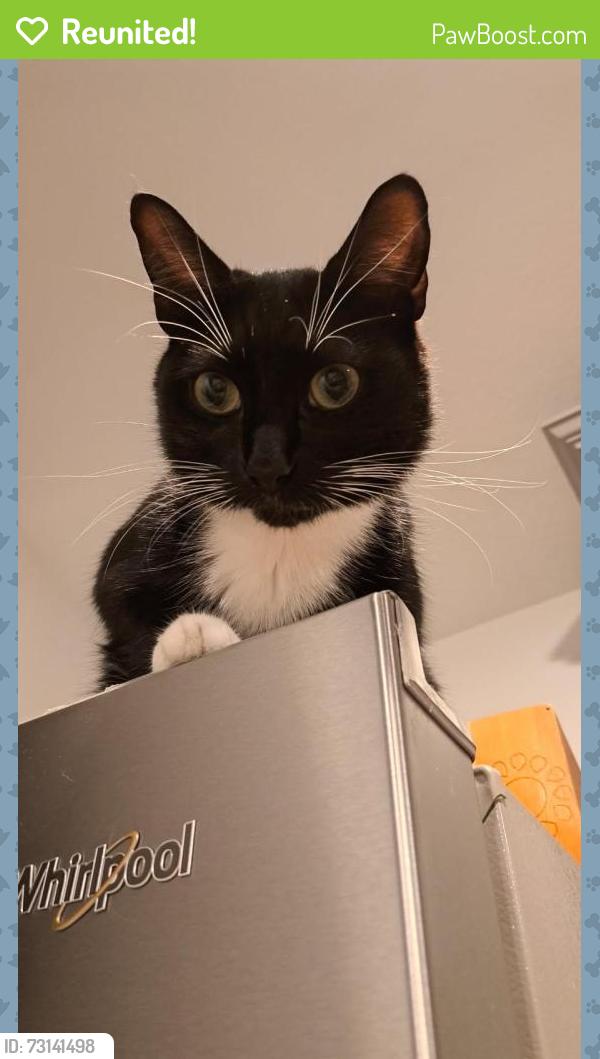 Reunited Male Cat last seen Beltingham and Brandon mill, Fulshear, TX 77441