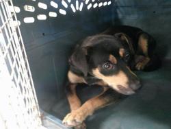 Shelter Stray Female Dog last seen WILLEY POST PK S ROBINSON AVE AND SW 21ST ST, 2811 SE 29th St, Oklahoma City, OK 73129, USA