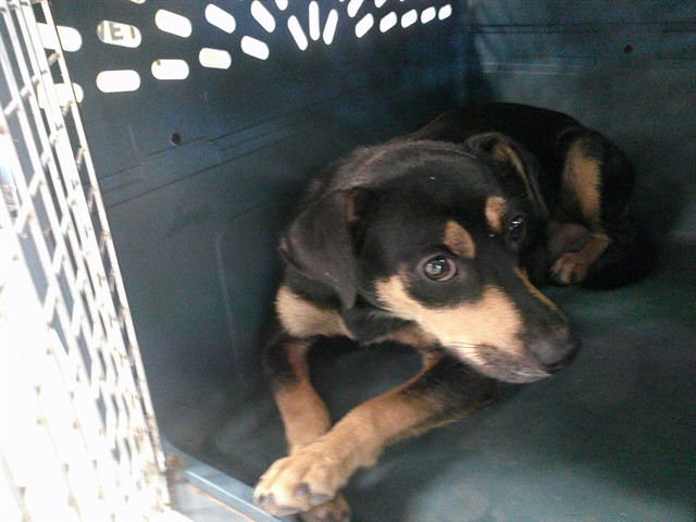 Shelter Stray Female Dog last seen WILLEY POST PK S ROBINSON AVE AND SW 21ST ST, 2811 SE 29th St, Oklahoma City, OK 73129, USA