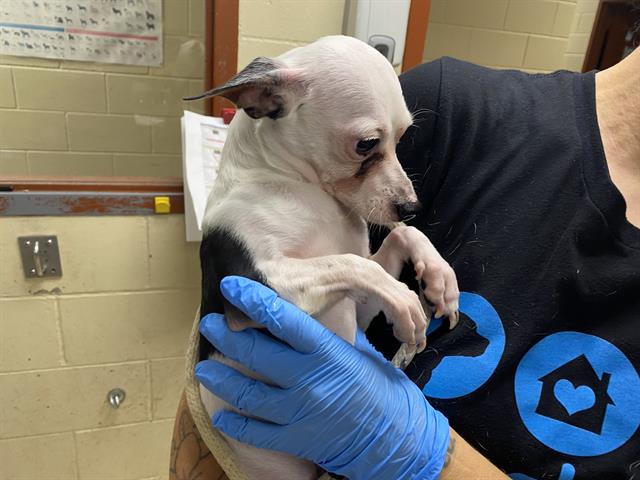 Shelter Stray Male Dog last seen Near BLOCK W EUCLID AVE, 3839 W Burnham St, West Milwaukee, WI 53215, USA