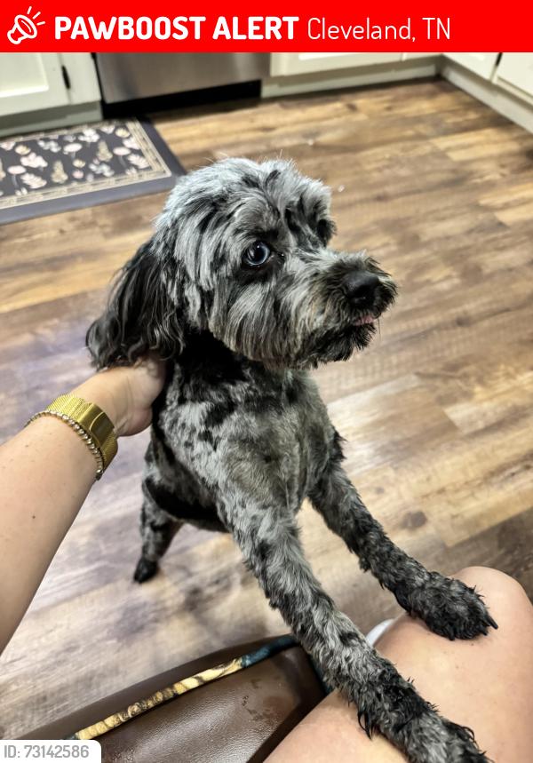 Lost Female Dog last seen Knollwood Cir, Cleveland, TN 37311
