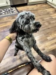 Lost Female Dog last seen Knollwood Cir, Cleveland, TN 37311