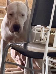 Found/Stray Female Dog last seen Pasadena blv and lafertty, Pasadena, TX 77502