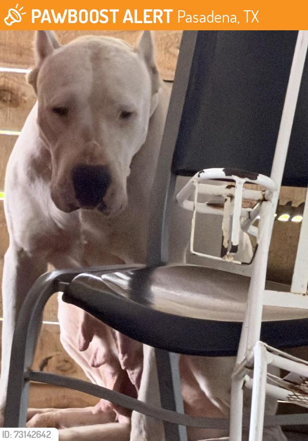 Found/Stray Female Dog last seen Pasadena blv and lafertty, Pasadena, TX 77502