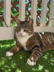 Reunited Male Cat last seen Northeast 155th place and Northeast 70th street, Vancouver, WA 98682
