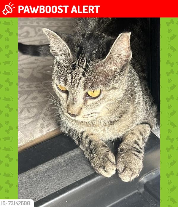 Lost Female Cat last seen KOA Campground in Summerland Key, Florida, Summerland Key, FL 33042