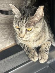 Lost Female Cat last seen KOA Campground in Summerland Key, Florida, Summerland Key, FL 33042
