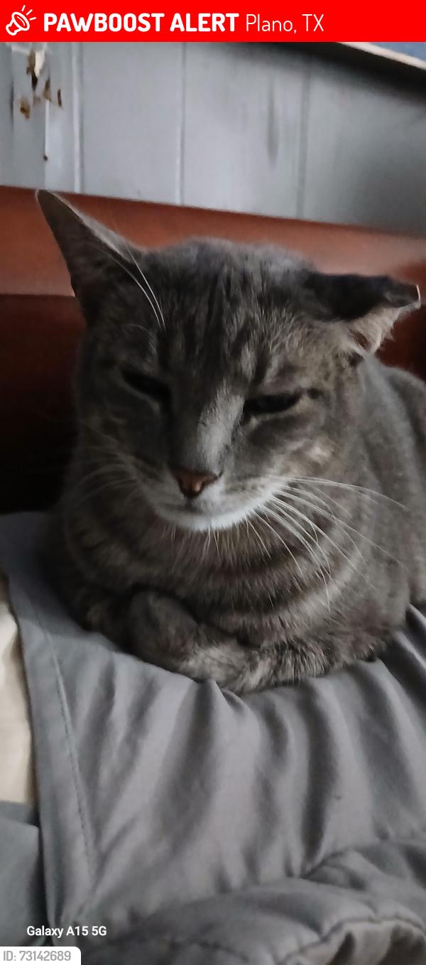 Lost Male Cat last seen Park blvd and independence, Plano, TX 75074