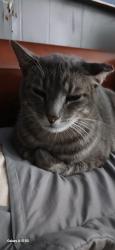 Lost Male Cat last seen Park blvd and independence, Plano, TX 75074