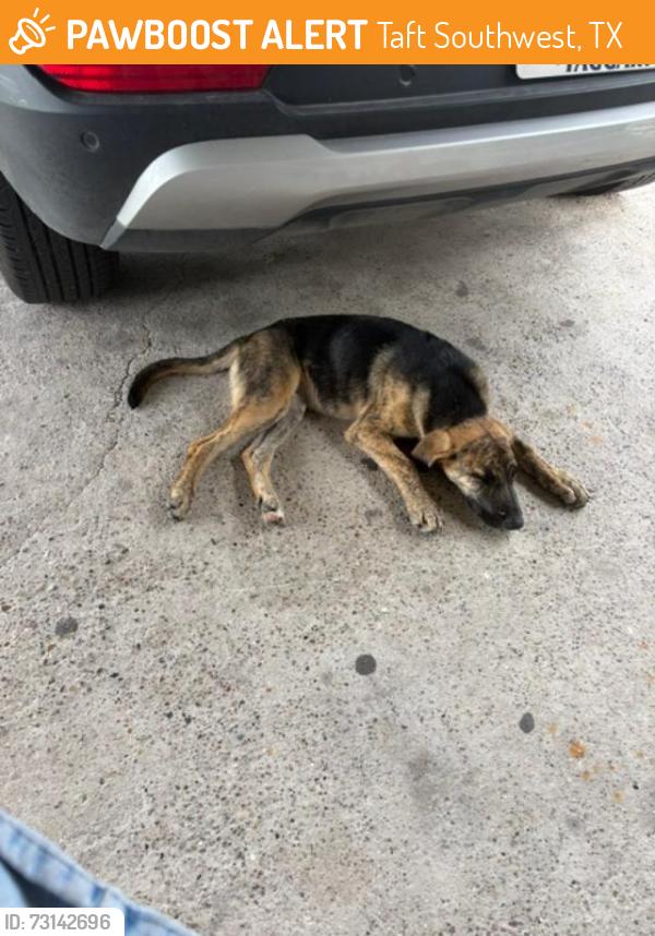 Found/Stray Female Dog last seen Verde St and Ave. A, Taft TX, Taft Southwest, TX 78390