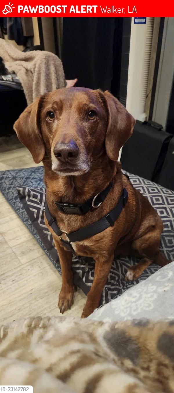 Lost Male Dog last seen Amie St and Valerie St, Walker, LA 70785