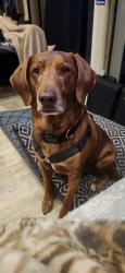 Lost Male Dog last seen Amie St and Valerie St, Walker, LA 70785