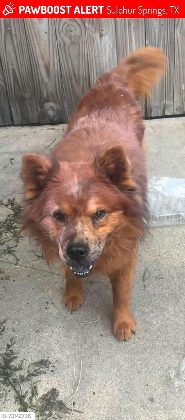 Lost Male Dog last seen Kyle & Beasley, Sulphur Springs, TX 75482