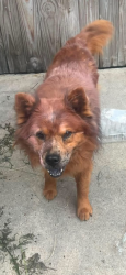 Lost Male Dog last seen Kyle & Beasley, Sulphur Springs, TX 75482