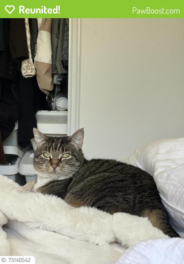 Reunited Female Cat last seen Houndshaven Way, Monterey Road, San Jose, CA 95111
