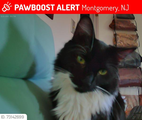 Lost Male Cat last seen sycamore Ln, Montgomery, NJ 08558