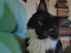Lost Male Cat last seen sycamore Ln, Montgomery, NJ 08558