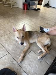Found/Stray Male Dog last seen 19th Ave and Turney, Phoenix, AZ 85015