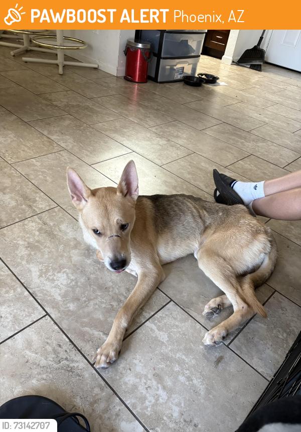 Found/Stray Male Dog last seen 19th Ave and Turney, Phoenix, AZ 85015