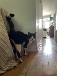 Found/Stray Unknown Cat last seen ontario street/ davidson street, Montréal, QC H1W 2Y7
