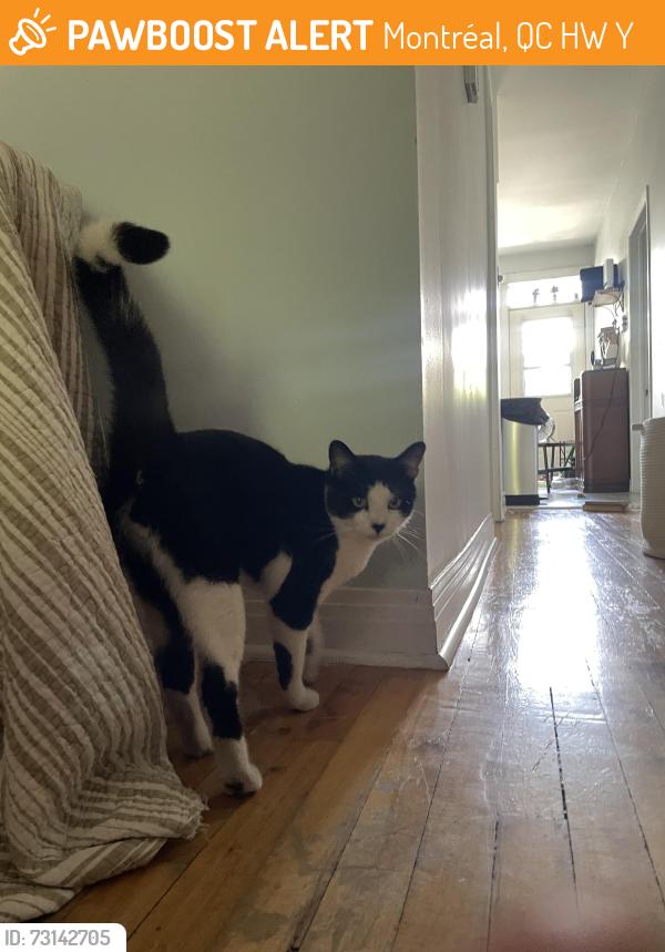 Found/Stray Unknown Cat last seen ontario street/ davidson street, Montréal, QC H1W 2Y7