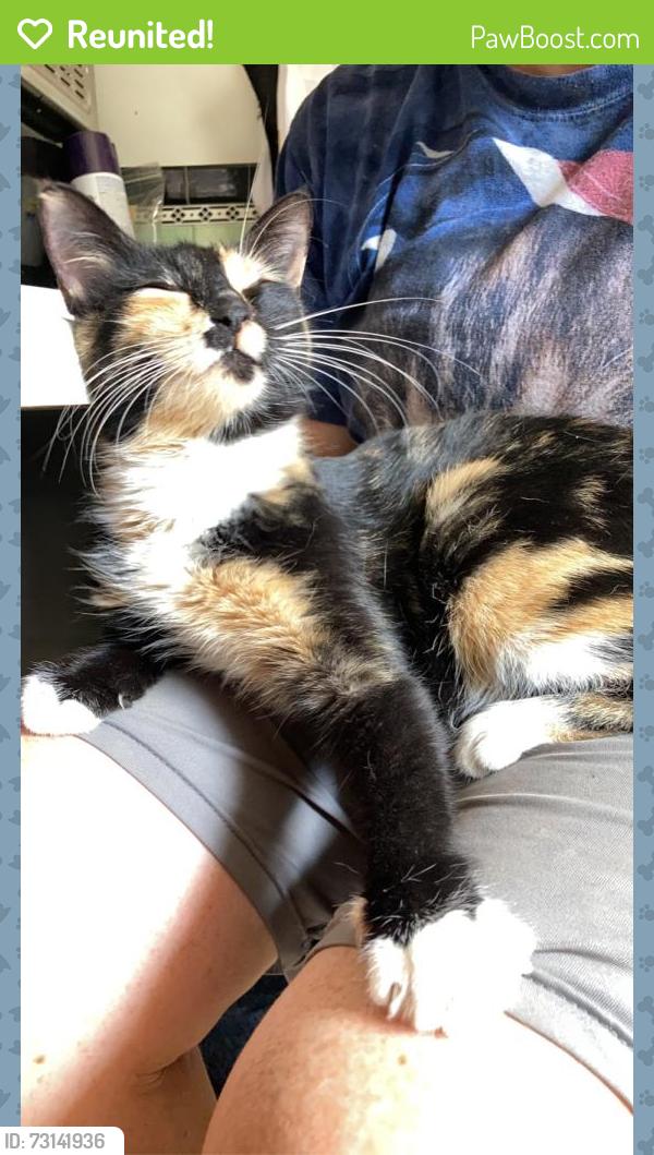 Reunited Female Cat last seen Tholozan and Brannon, St. Louis, MO 63109