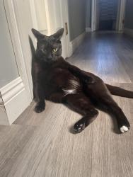 Reunited Male Cat last seen Near Via Calzada, Mission Viejo, CA 92691, USA, Mission Viejo, CA 92691