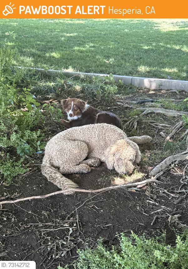Found/Stray Male Dog last seen Rick’s community park, Hesperia, CA 92340