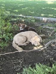 Found/Stray Male Dog last seen Rick’s community park, Hesperia, CA 92340