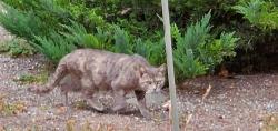 Found/Stray Female Cat last seen Haas Ave & Lee Ave, San Leandro, CA 94577